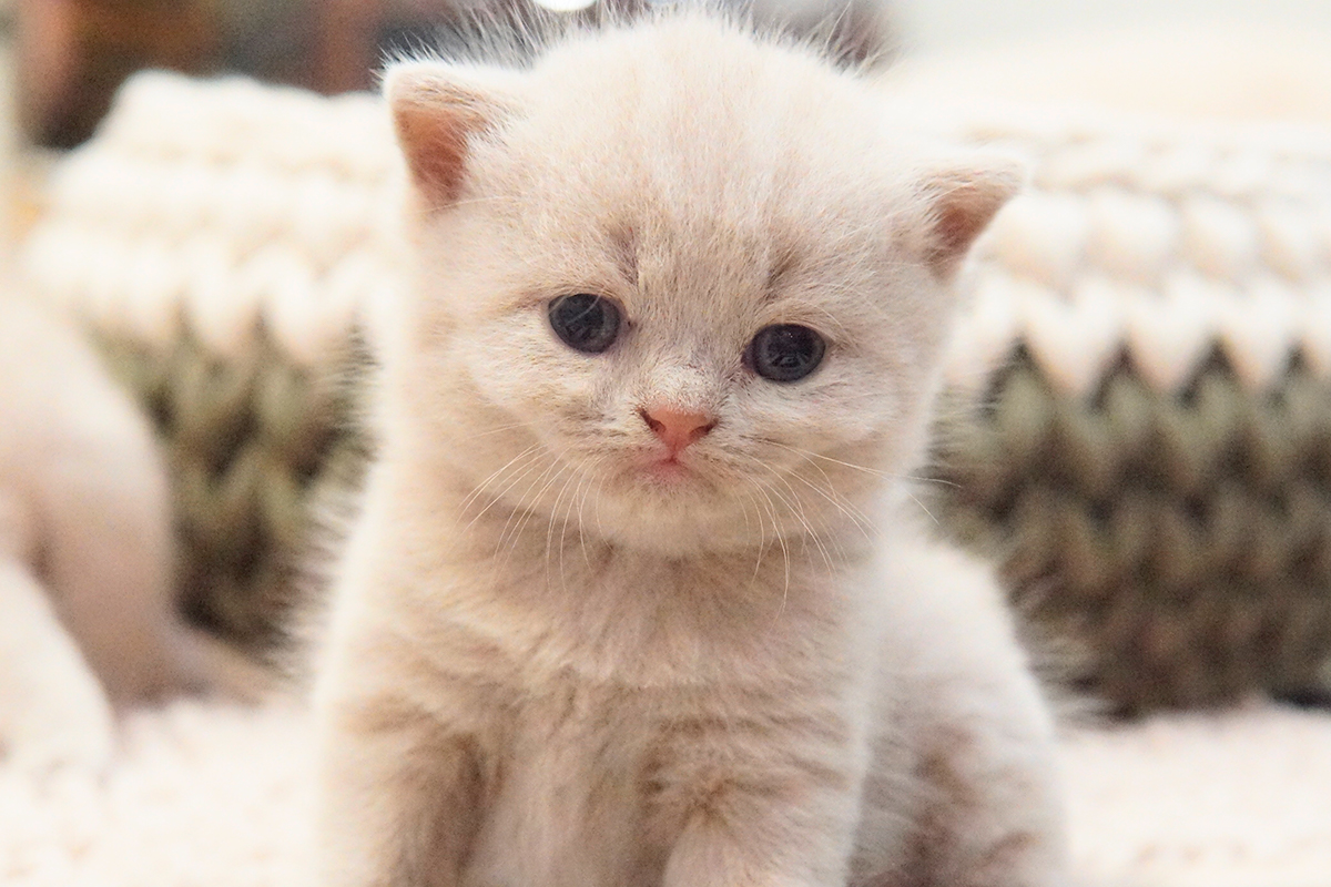 Gato Lilac de British Shorthair na cor Blue, unhas de fora. Pertinho de um gatinho British Shorthair na cor lilac. Gatos Olhos Abertos com 15 dias. gatos com 2 Semanas