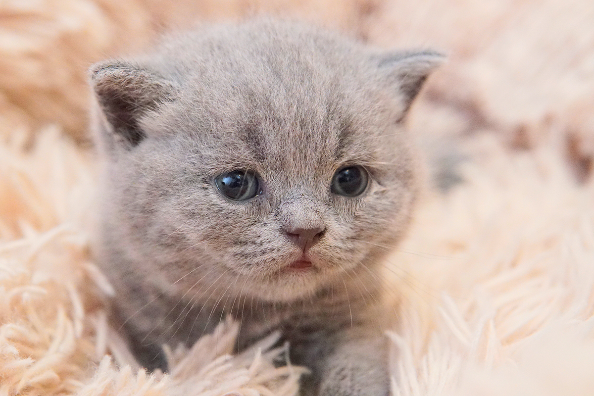 Gato Blue de British Shorthair na cor Blue, unhas de fora. Pertinho de um gatinho British Shorthair na cor lilac. Gatos Olhos Abertos com 15 dias. gatos com 2 Semanas