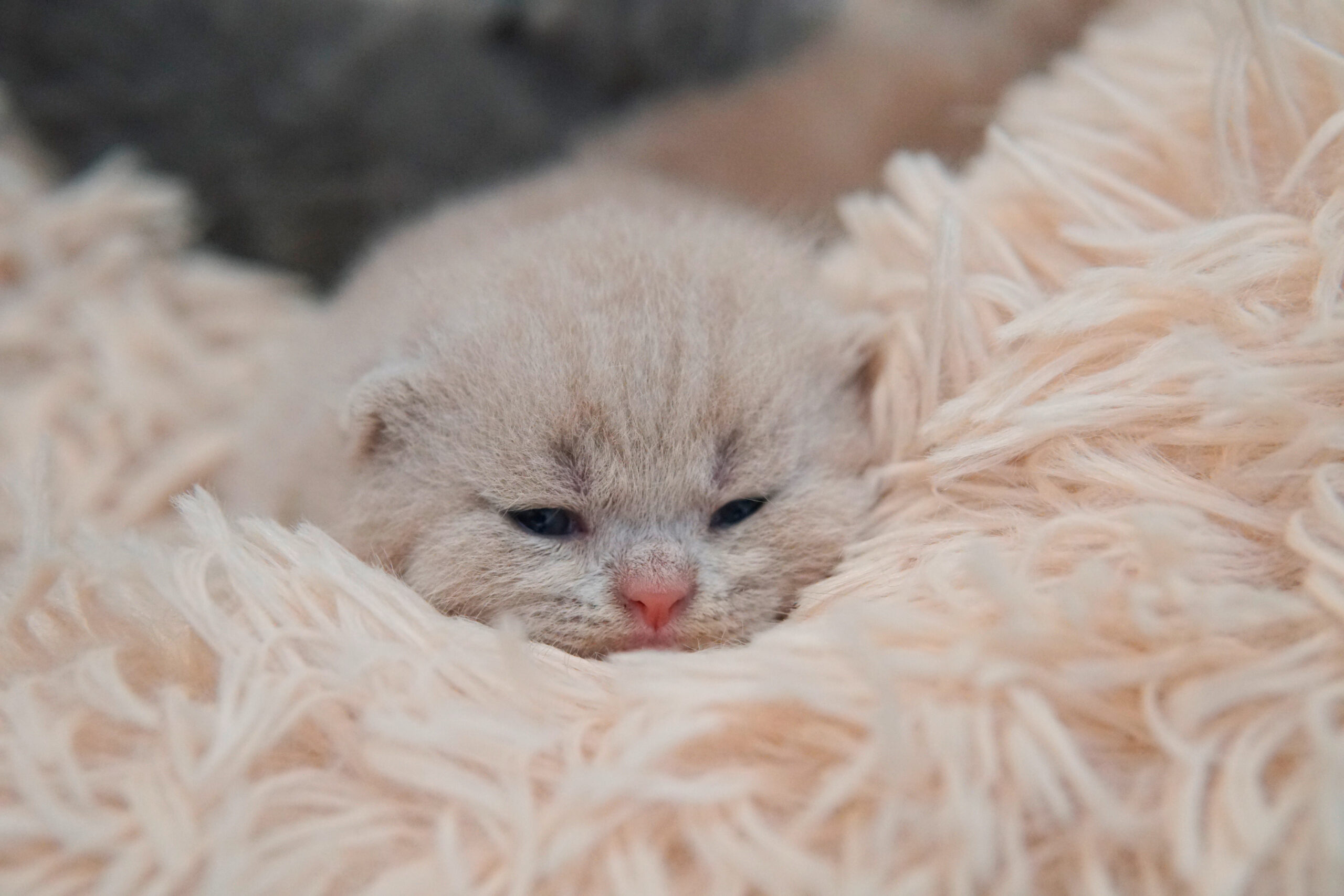 Gato Lilac de British Shorthair na cor Blue, unhas de fora. Pertinho de um gatinho British Shorthair na cor lilac. Gatos Olhos Abertos com 15 dias. gatos com 2 Semanas