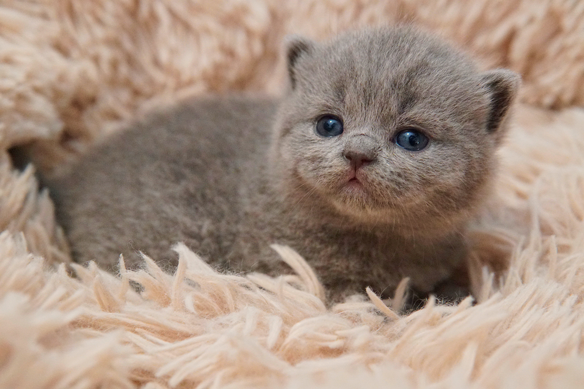 Gato Blue de British Shorthair na cor Blue, unhas de fora. Pertinho de um gatinho British Shorthair na cor lilac. Gatos Olhos Abertos com 15 dias. gatos com 2 Semanas