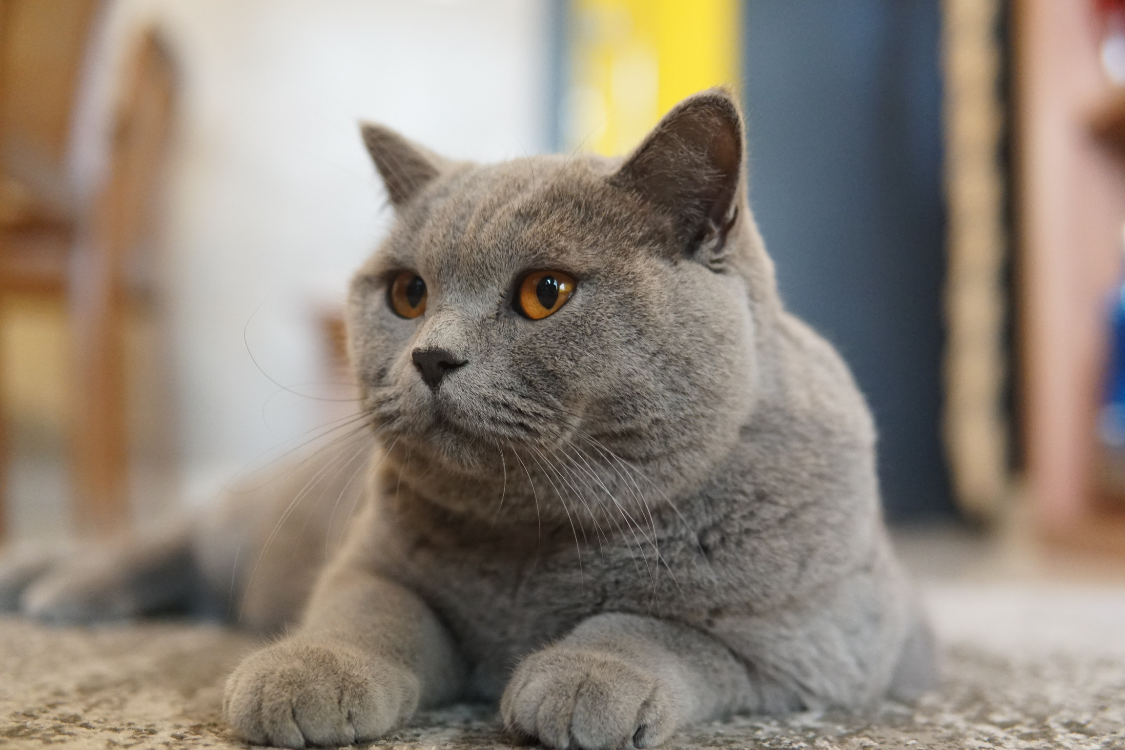 British shorthair hot sale lap cat