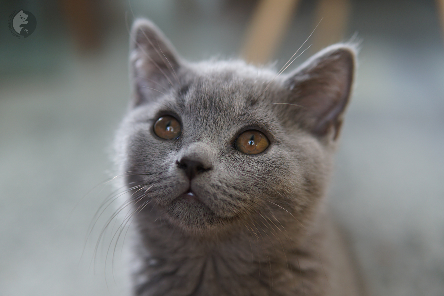 Sushi - Filhote British Shorthair