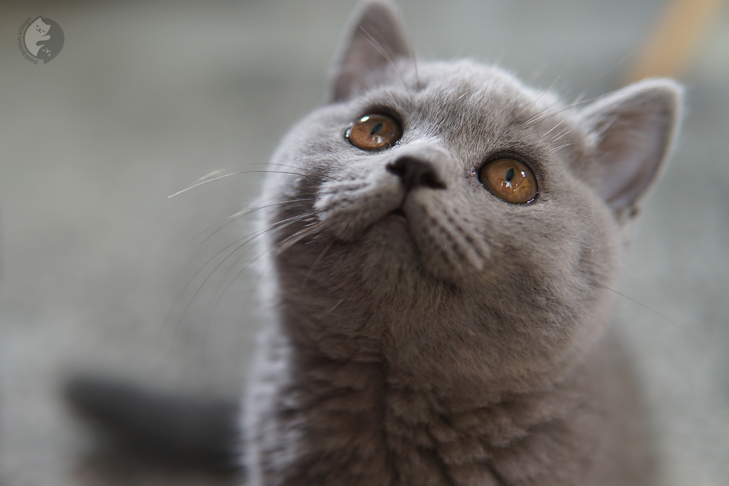 Amélie - Filhote British Shorthair