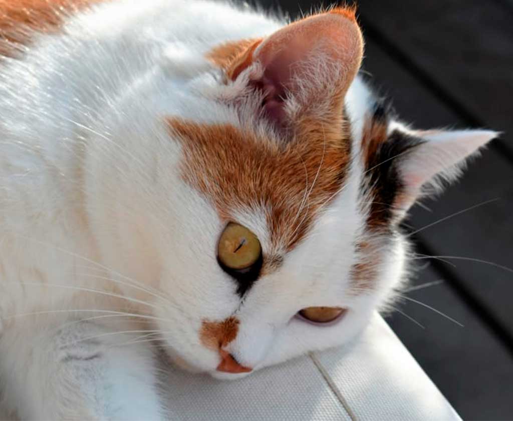 British Shorthair Com Marcações Bicolores. Podemos Dizer Que é Um Tipo De “Digital” Para Eles, Cada Gato é Único.