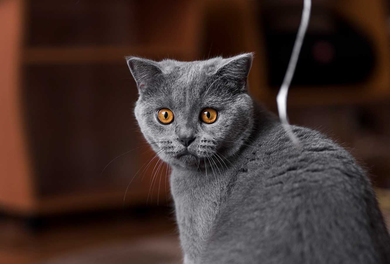 Conheça mais sobre as características do British Shorthair.