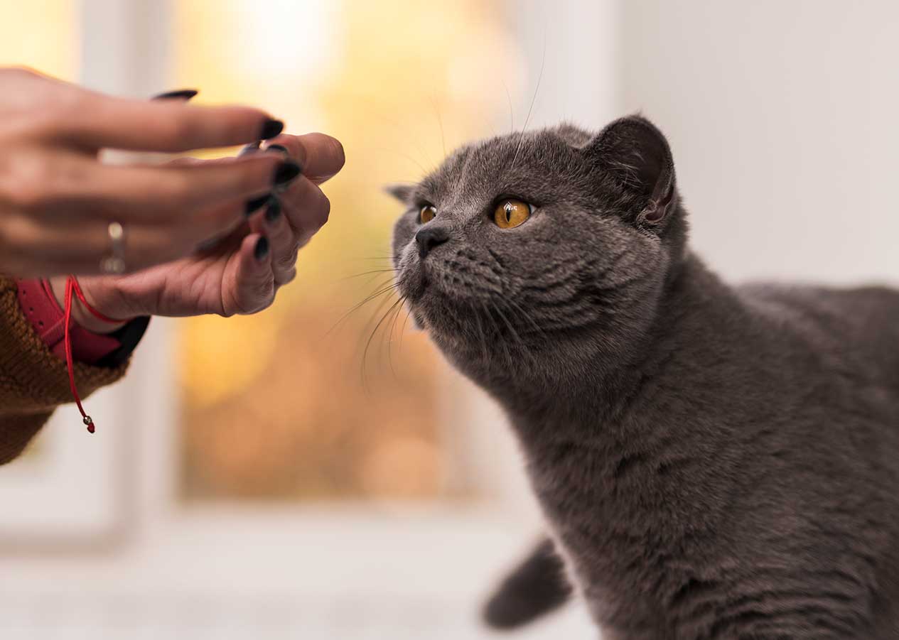 Cuidados com o British Shorthair