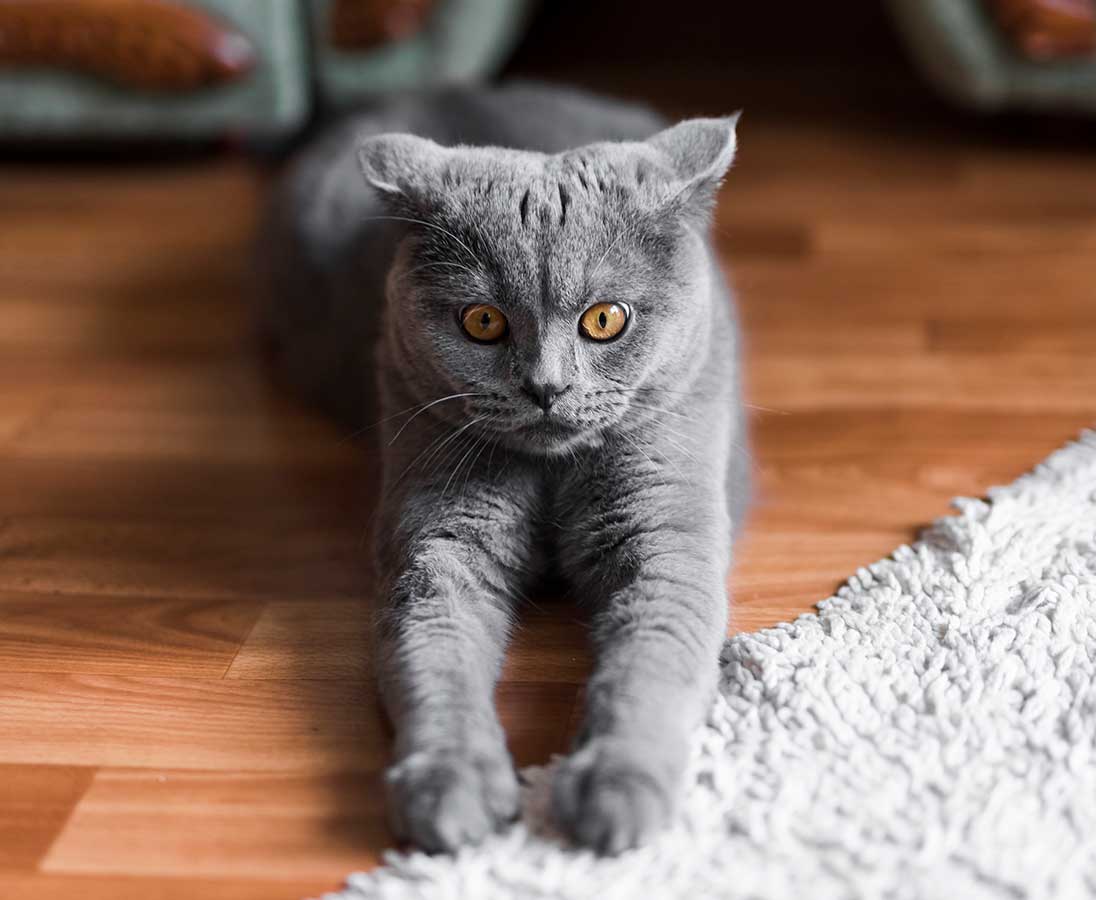 Preparando a casa para o seu novo British Shorthair