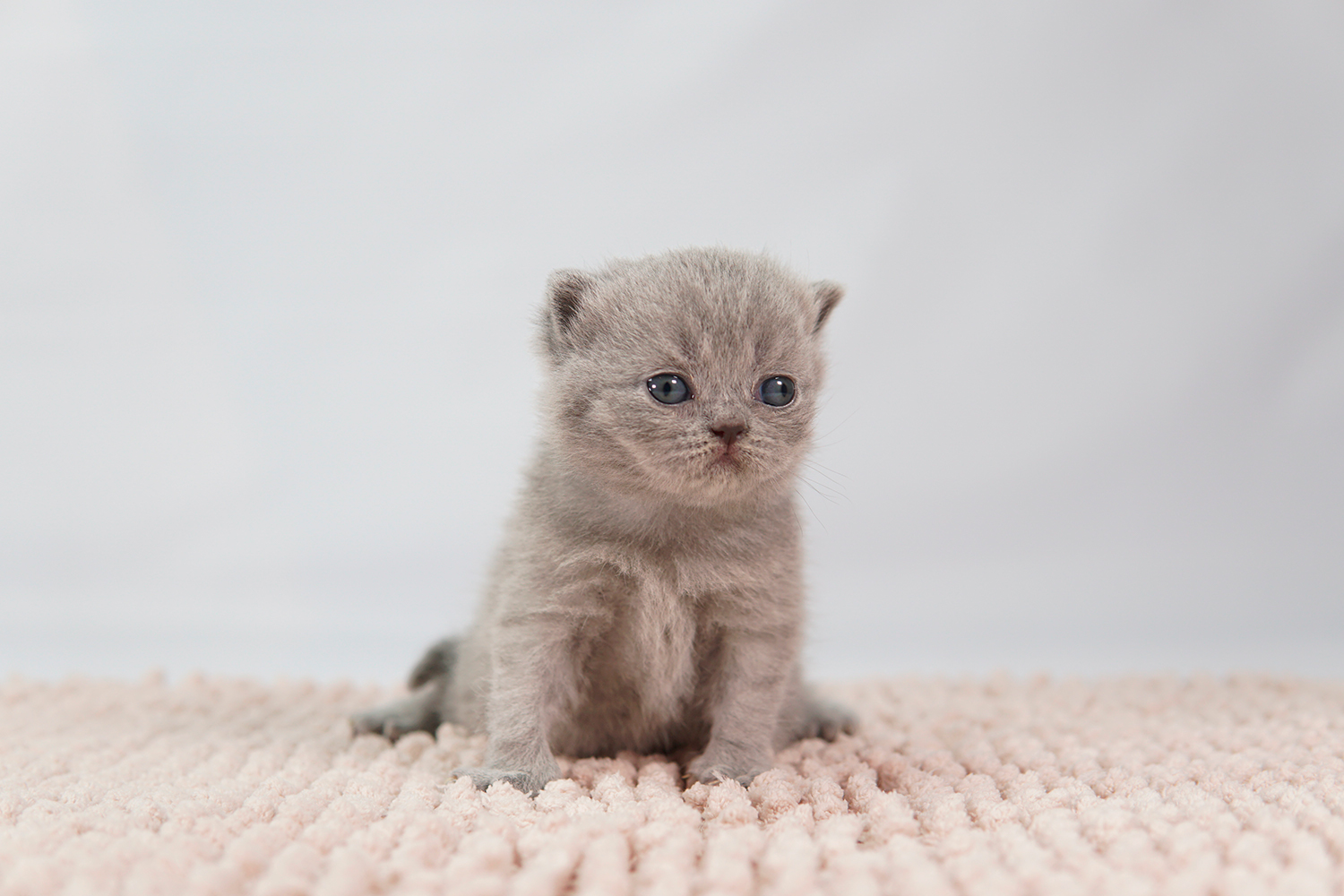 Filhote British Shorthair