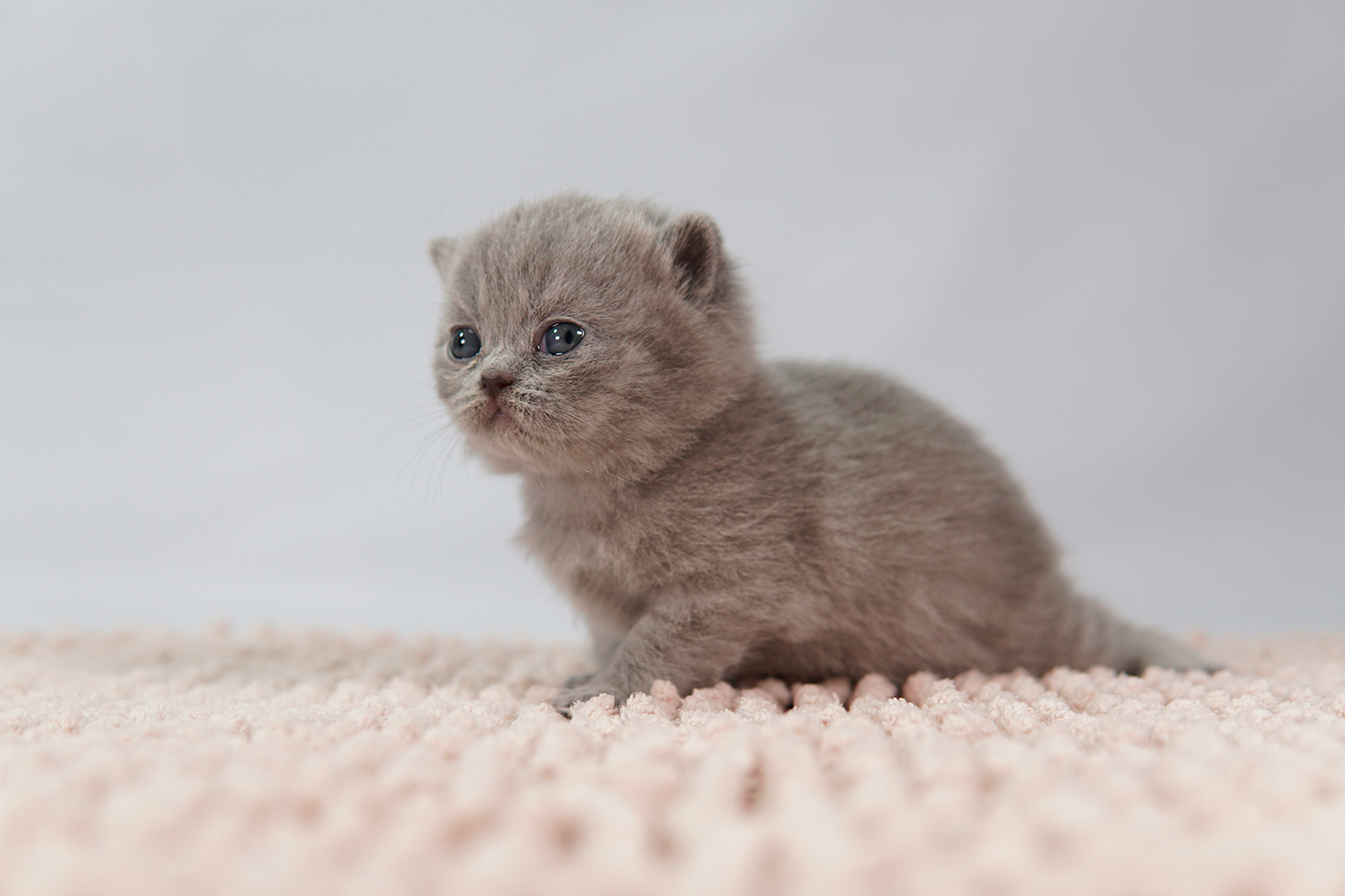 Filhote British Shorthair