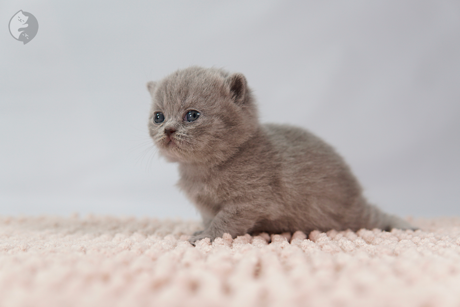 Filhote British Shorthair