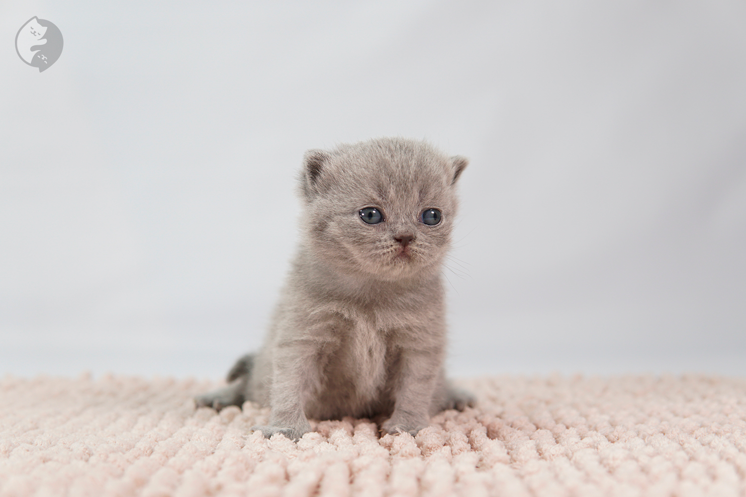 Filhote British Shorthair