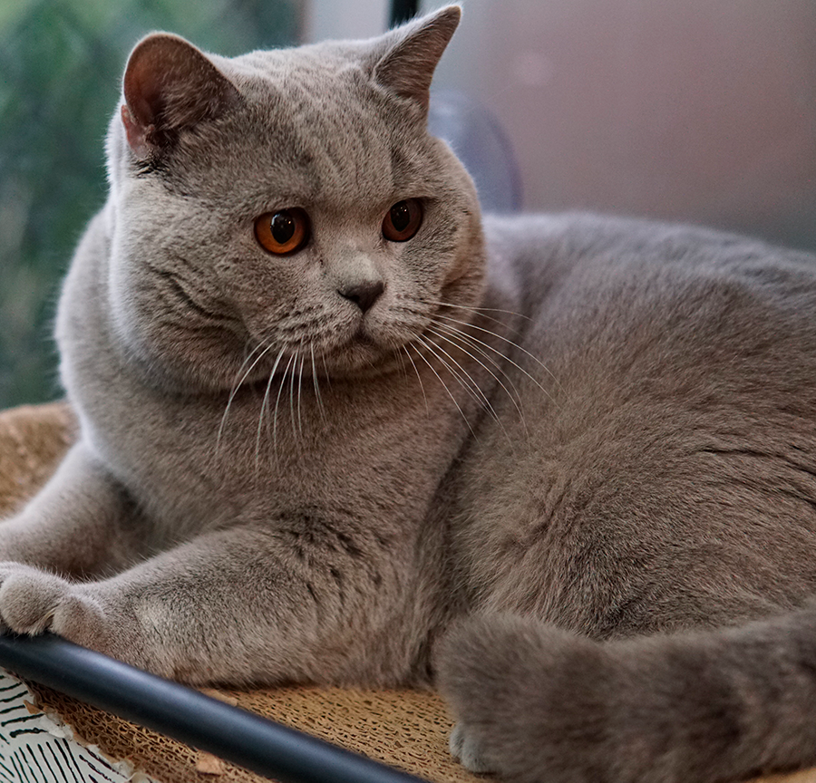 British Shorthair Cores: Azul, Chocolate, Cinnamon e Fawn