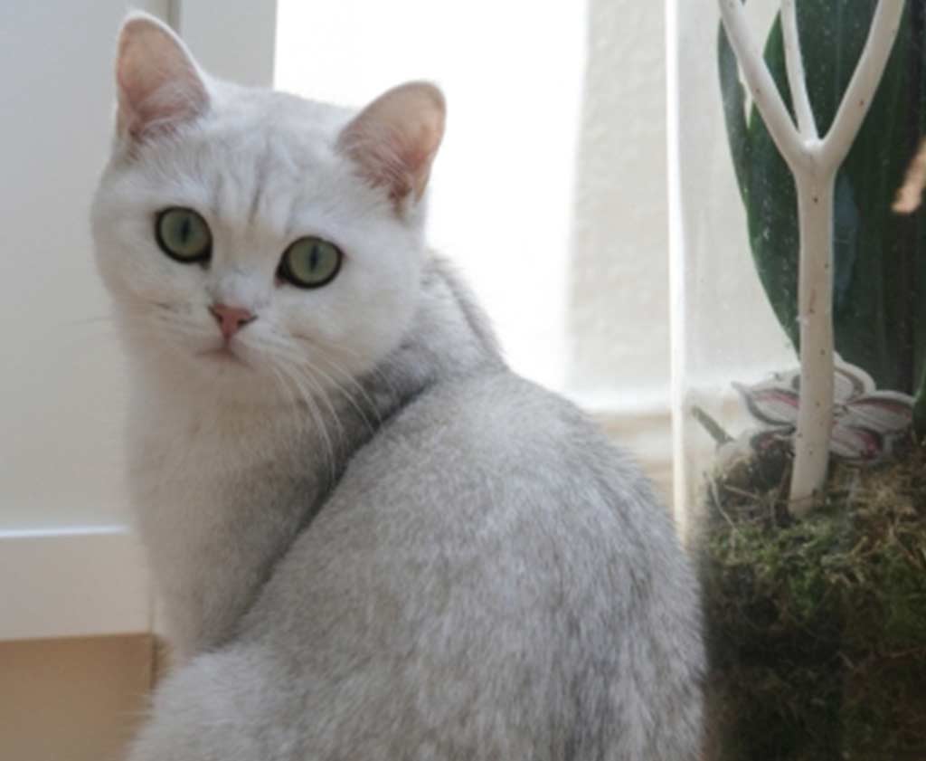 O British Shorthair Pode Ser Vistos Nessa Variação de Coloração Silver, Golden e Chinchila. Porém, Não é Uma Cor Muito Comum Dentro Da Raça.