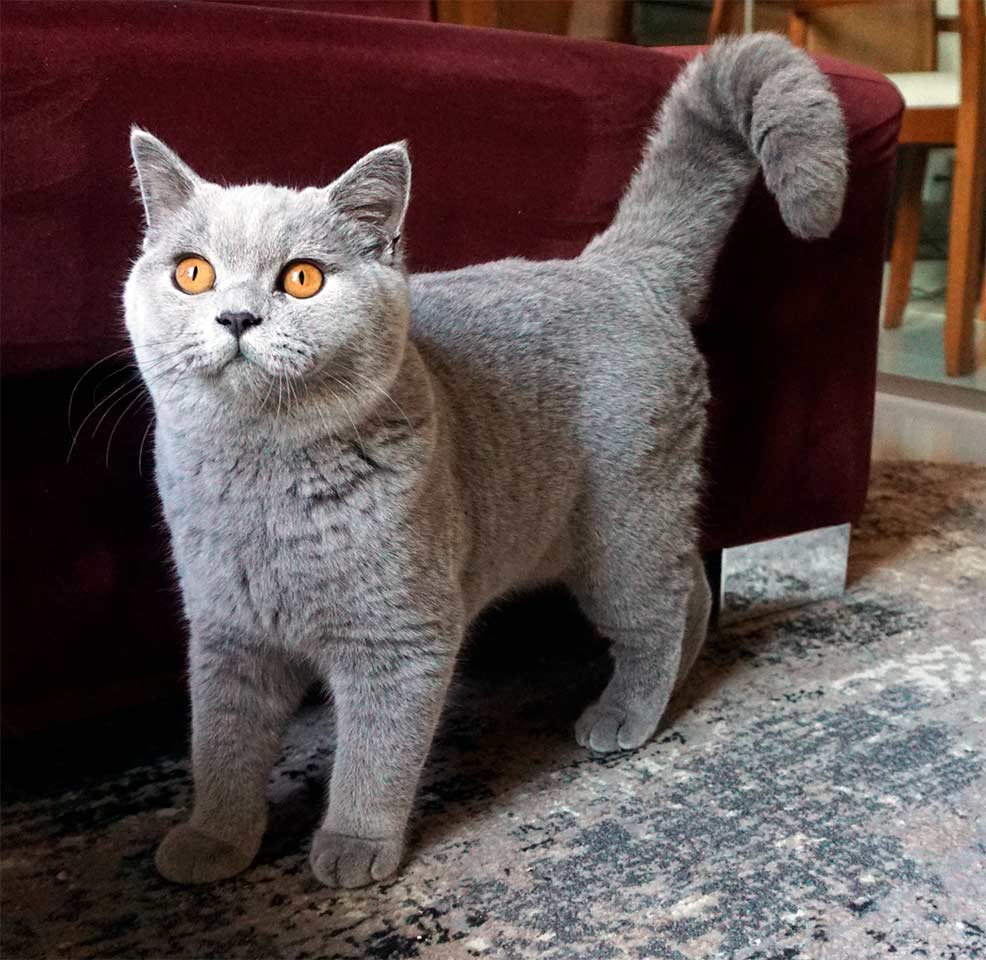 British Shorthair Blue