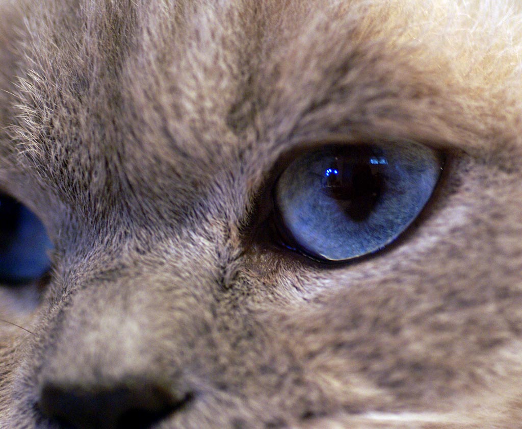 Nesse Artigo Apresentaremos Os British Shorthair Com Coloração Pointed ou Color Point. Essa Pelagem Também Pode Ser Encontrada Nos British Shorthair.