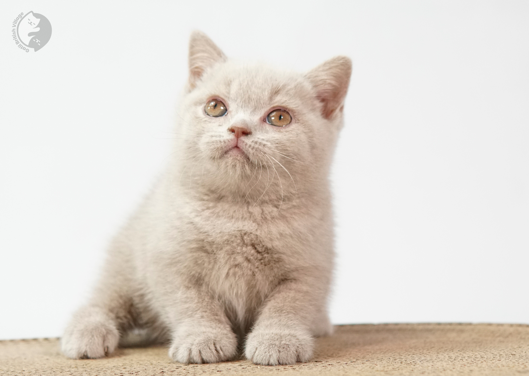 Filhote British Shorthair