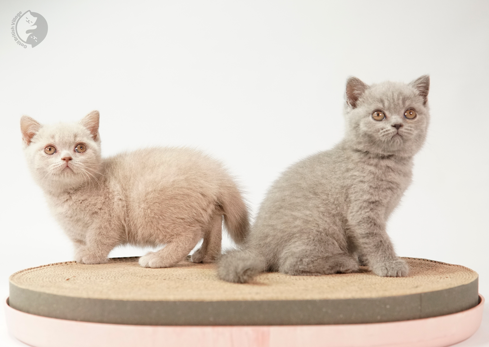 Filhote British Shorthair