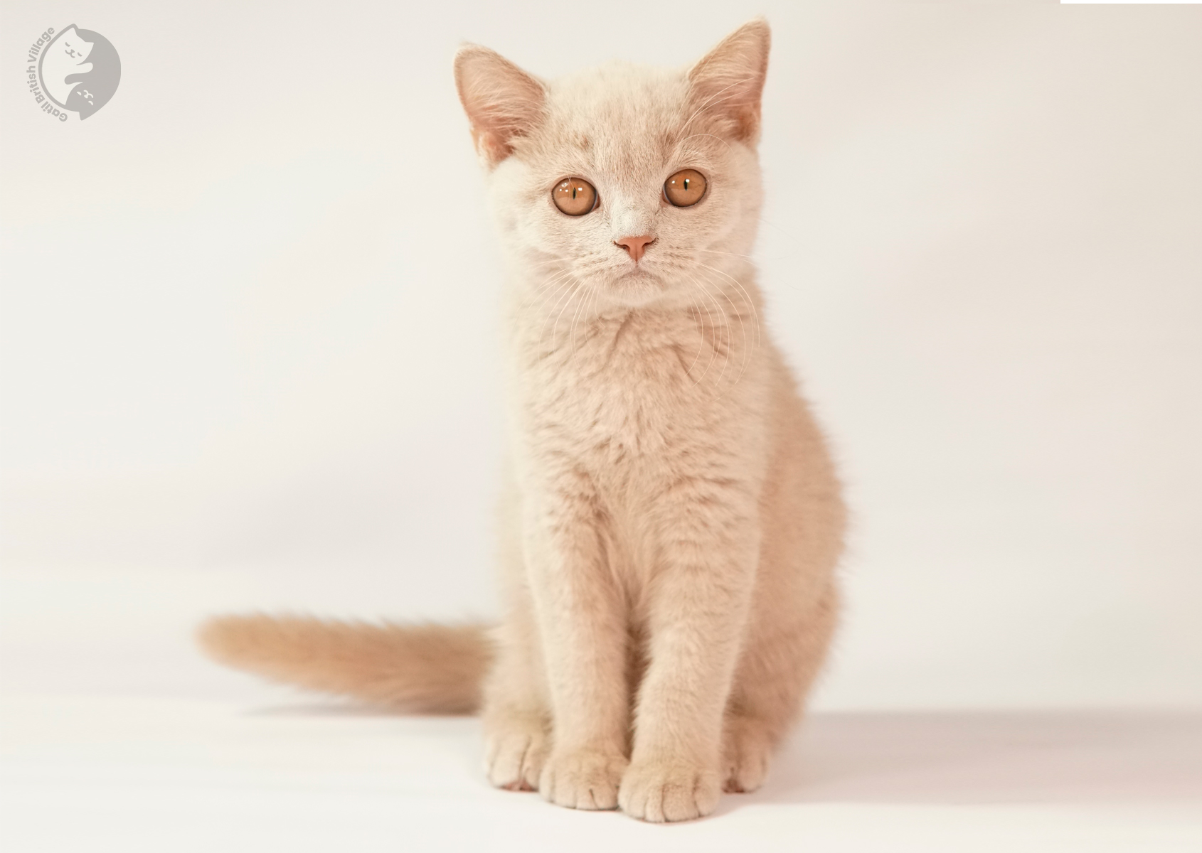 Sushi - Filhote British Shorthair