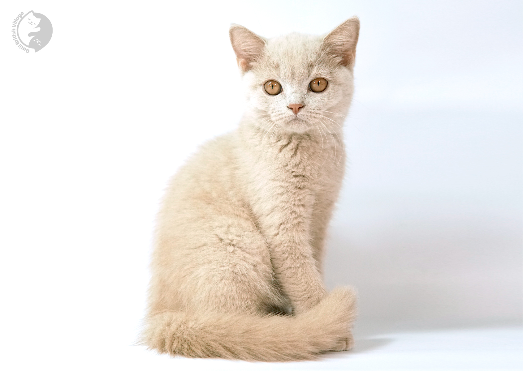 Sushi - Filhote British Shorthair