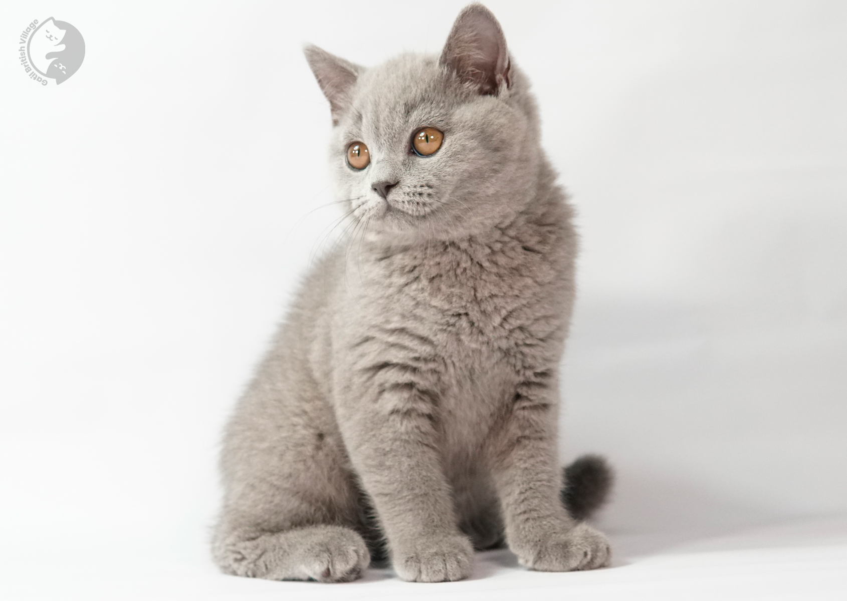 Sushi - Filhote British Shorthair