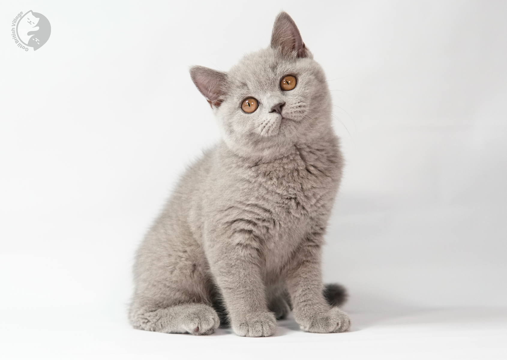 Sushi - Filhote British Shorthair