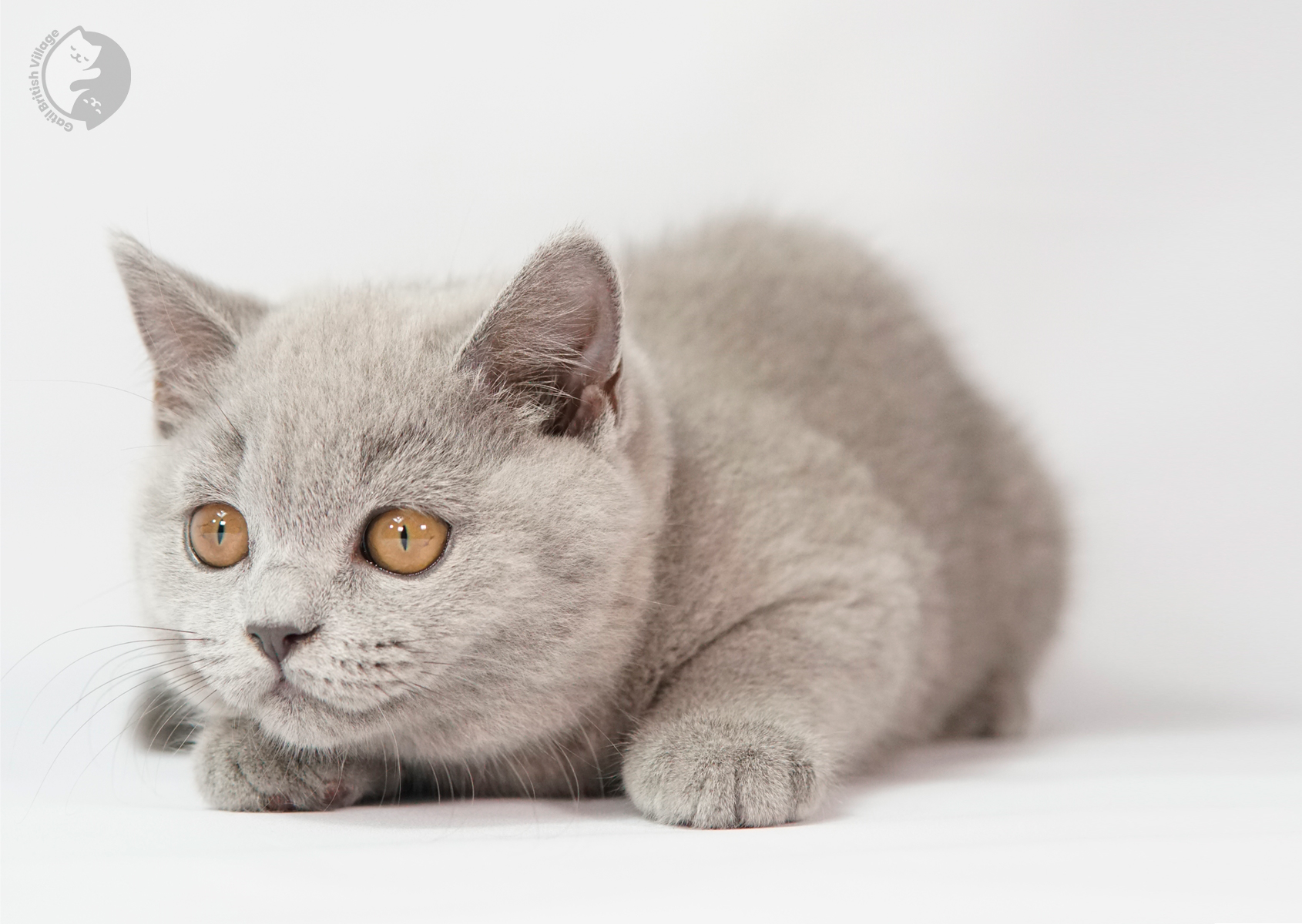 Sushi - Filhote British Shorthair