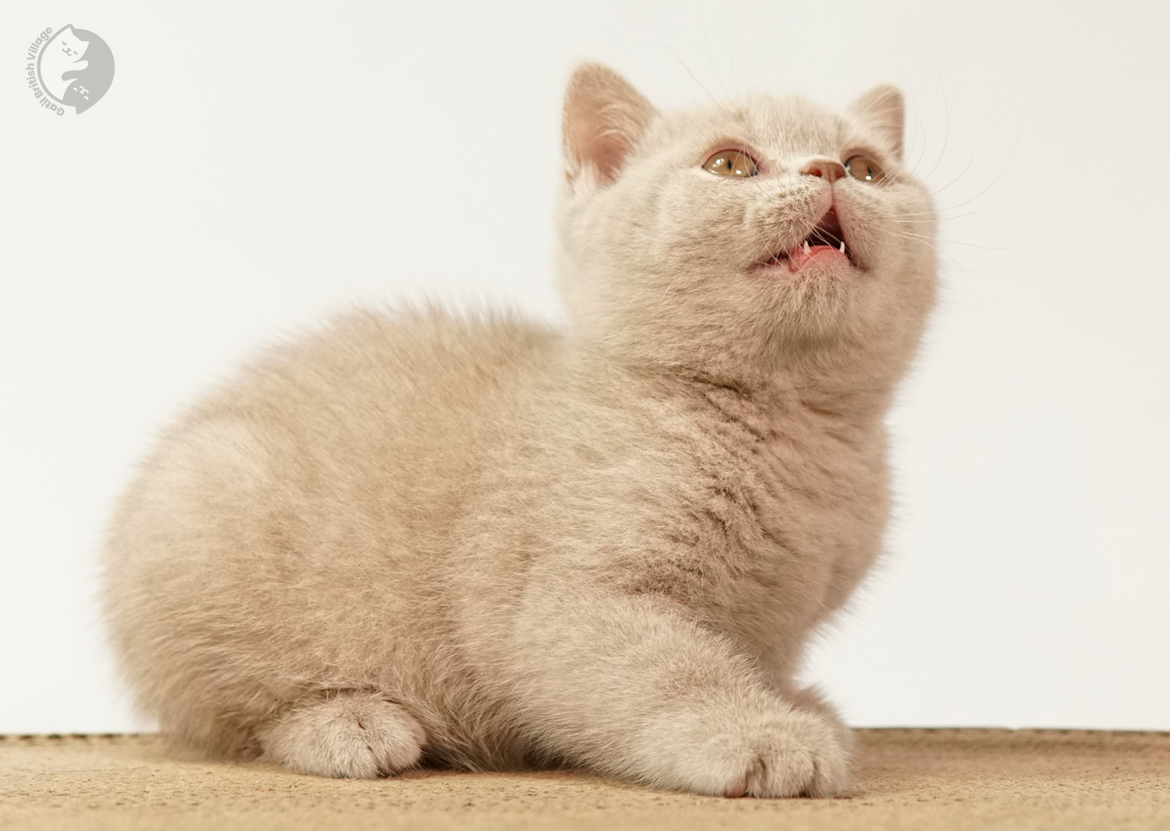 Filhote British Shorthair