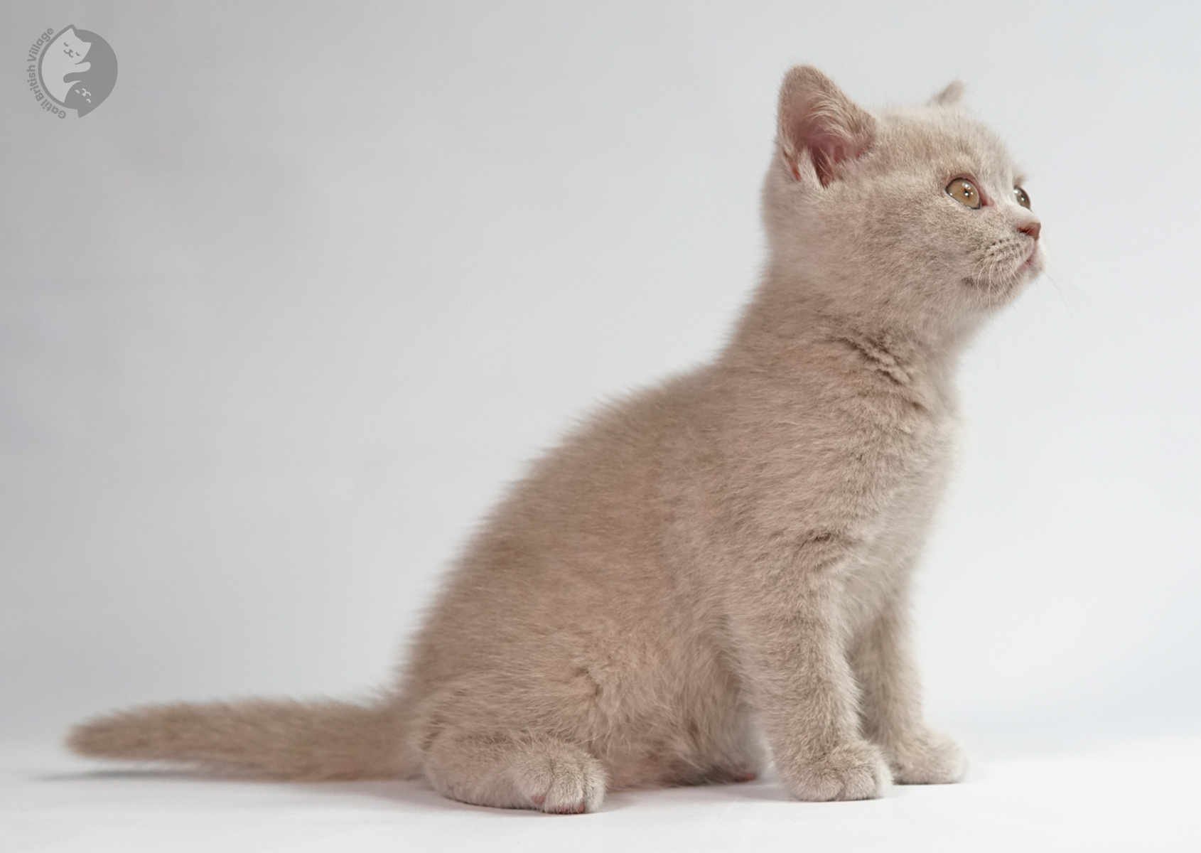 Filhote British Shorthair