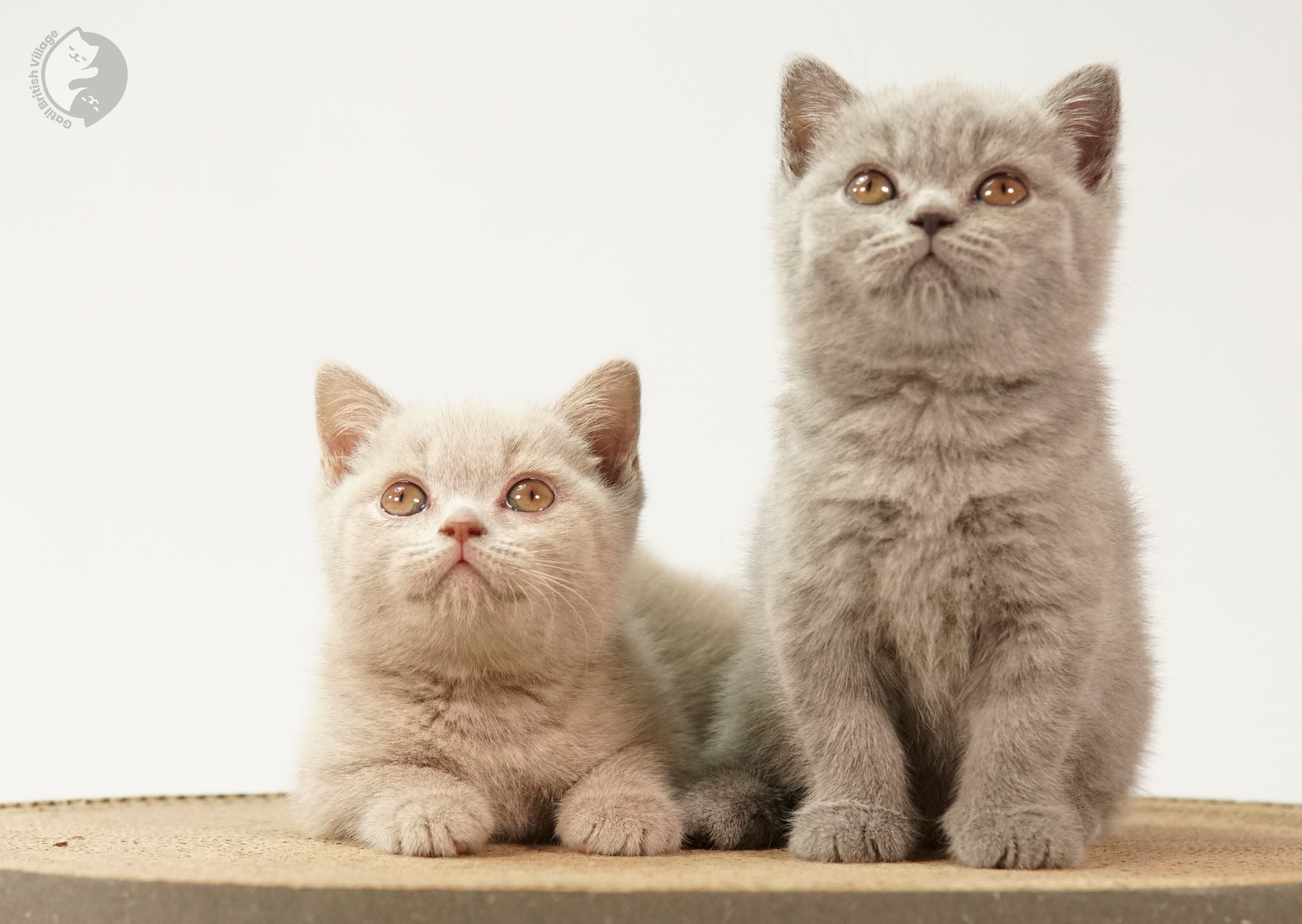 Filhote British Shorthair