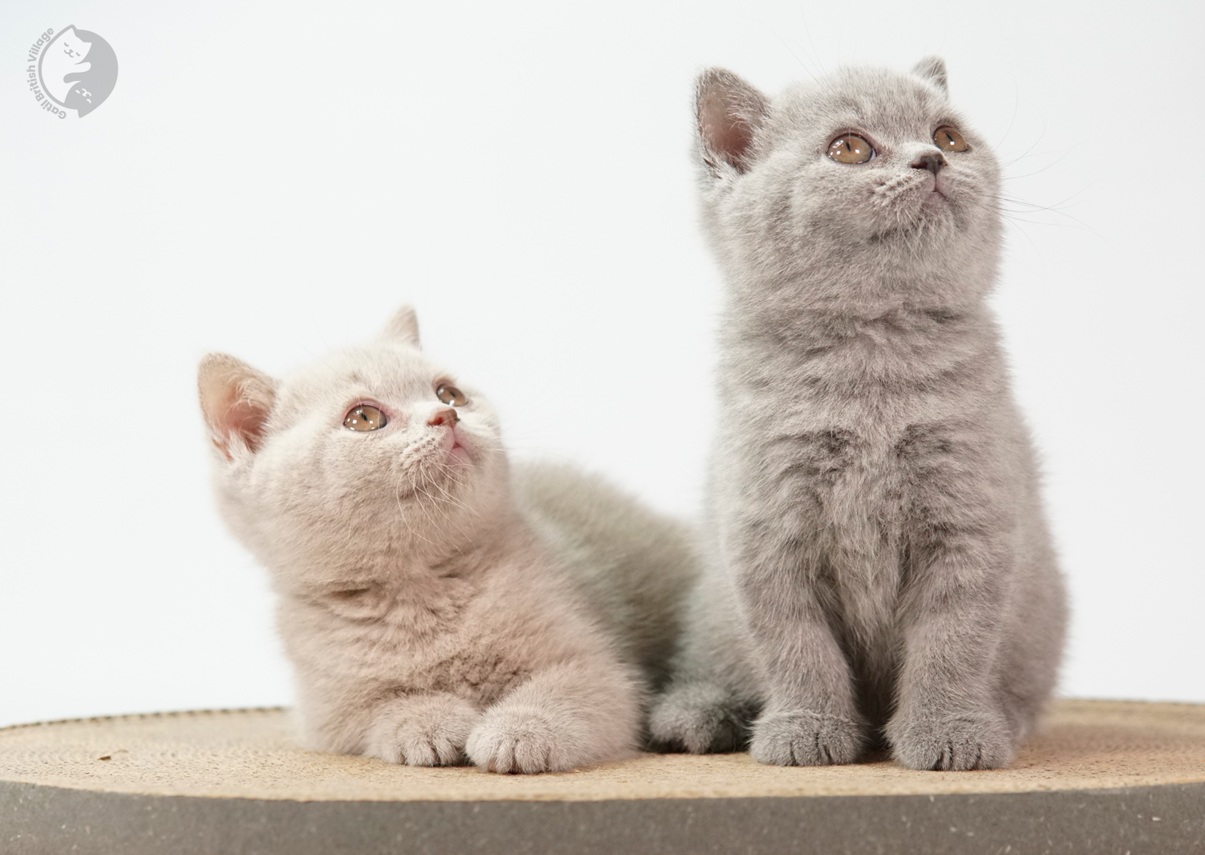 Filhote British Shorthair