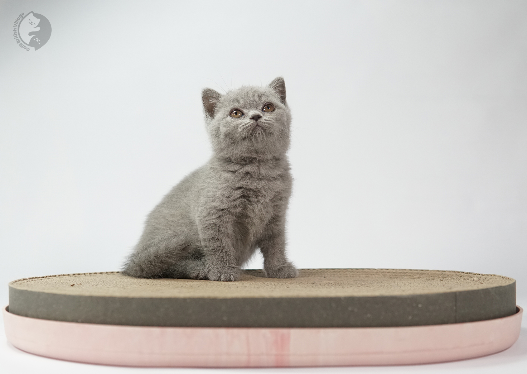 Filhote British Shorthair