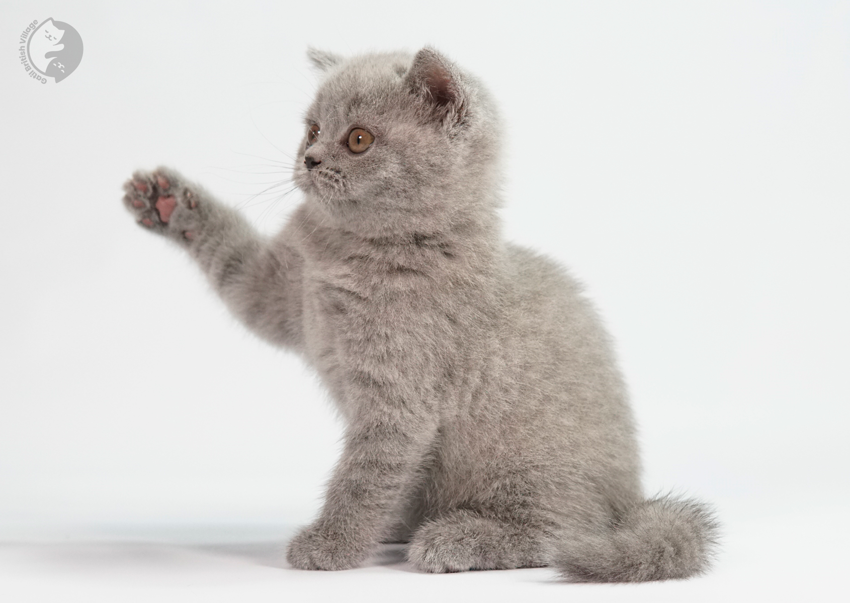 Filhote British Shorthair