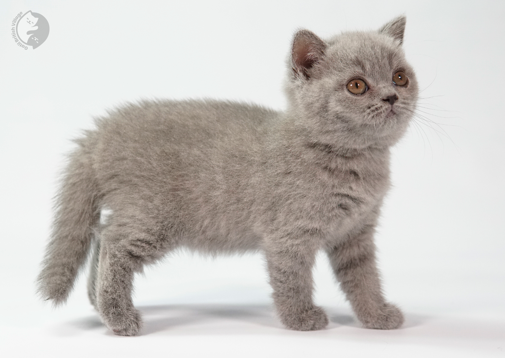 Filhote British Shorthair