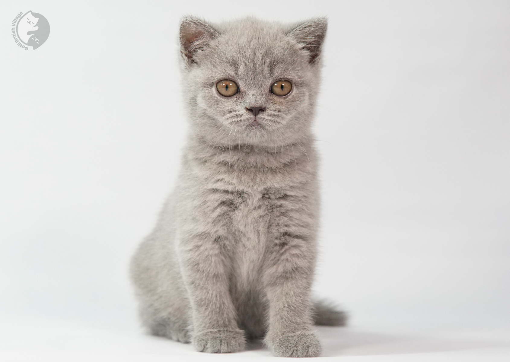 Filhote British Shorthair