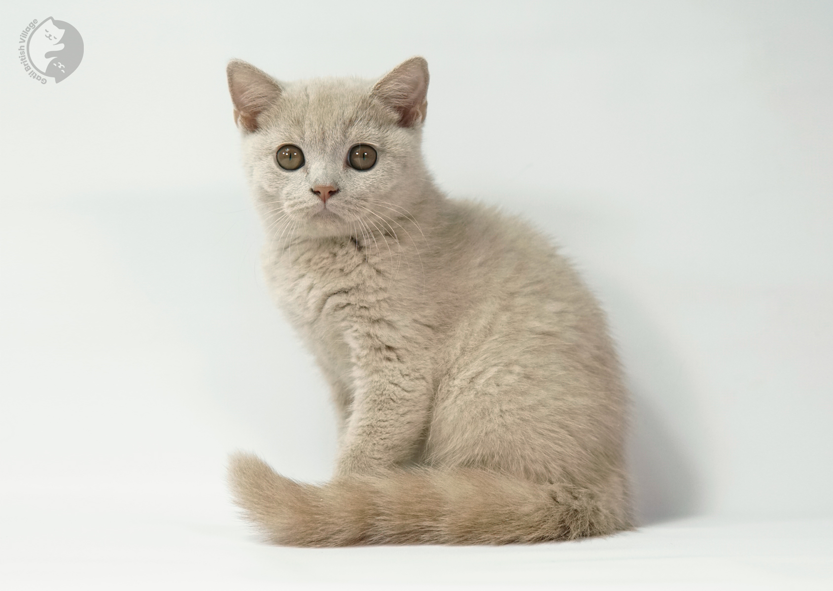 Sushi - Filhote British Shorthair