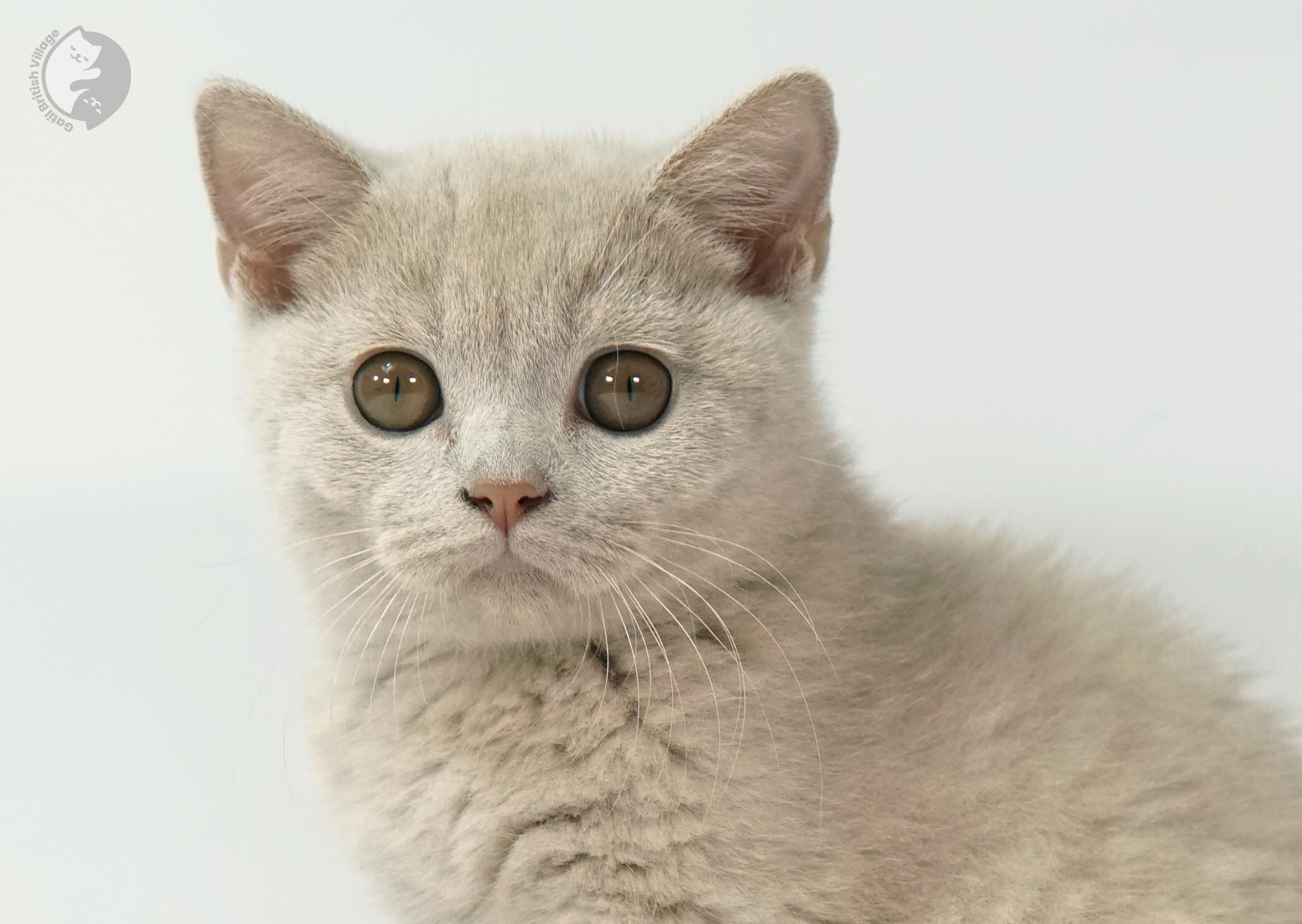 Sushi - Filhote British Shorthair