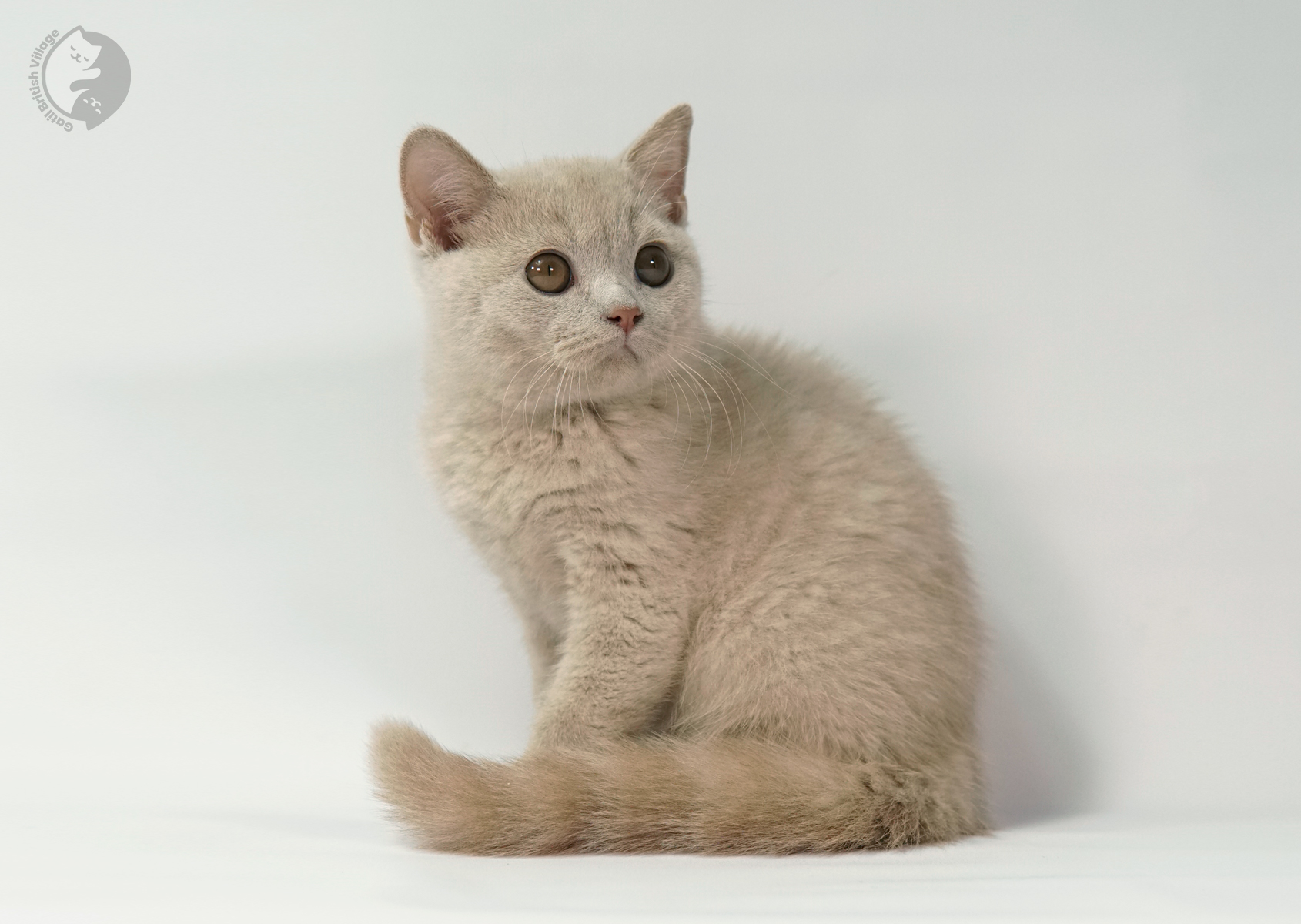 Sushi - Filhote British Shorthair