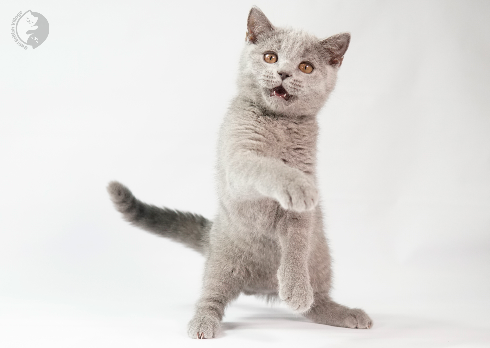 Sushi - Filhote British Shorthair