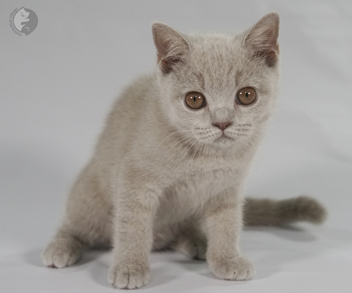 Filhote British Shorthair