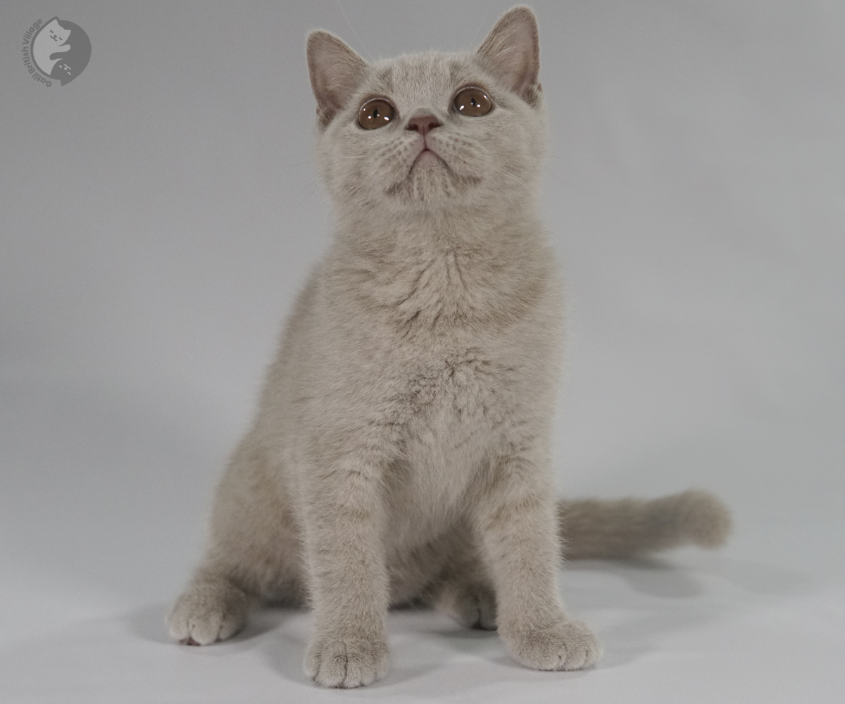 Filhote British Shorthair