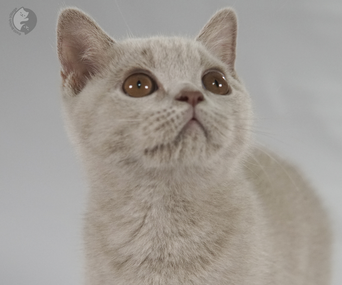 Filhote British Shorthair