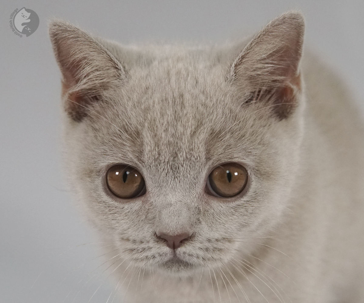 Filhote British Shorthair