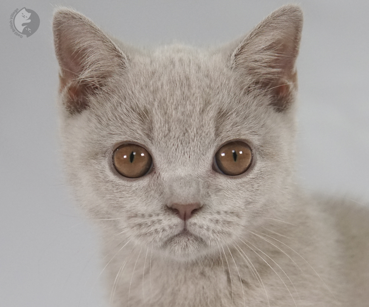 Filhote British Shorthair