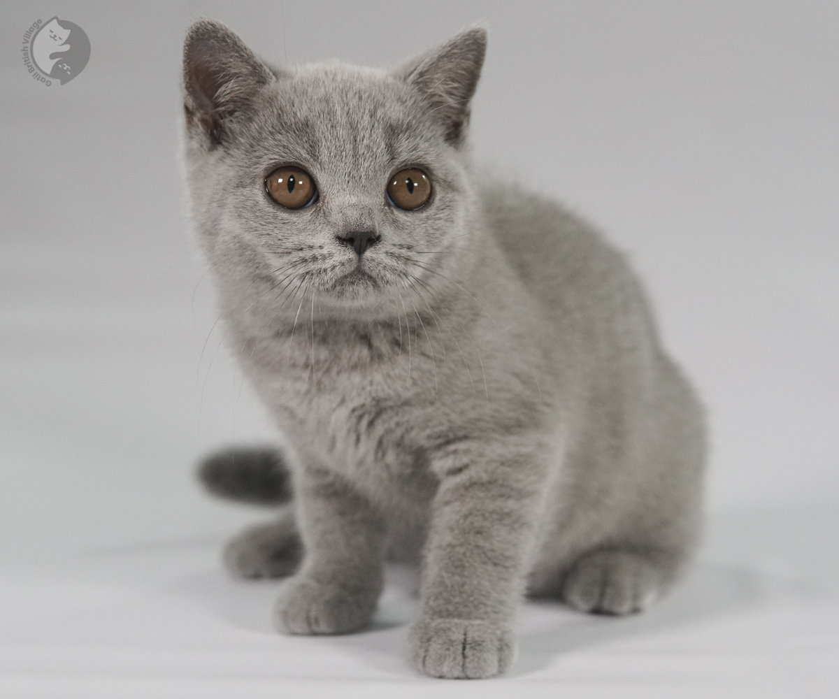 Filhote British Shorthair