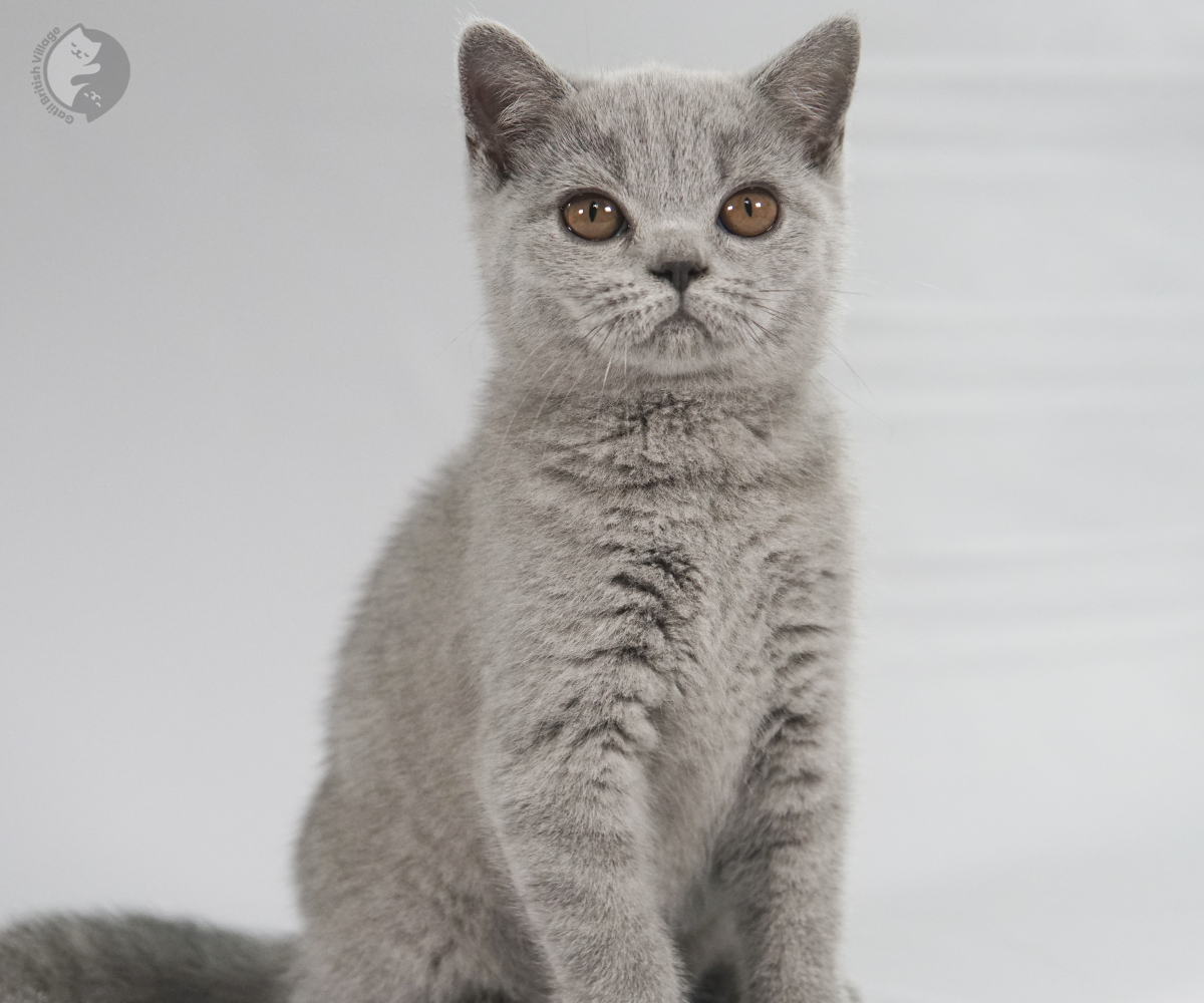 Filhote British Shorthair