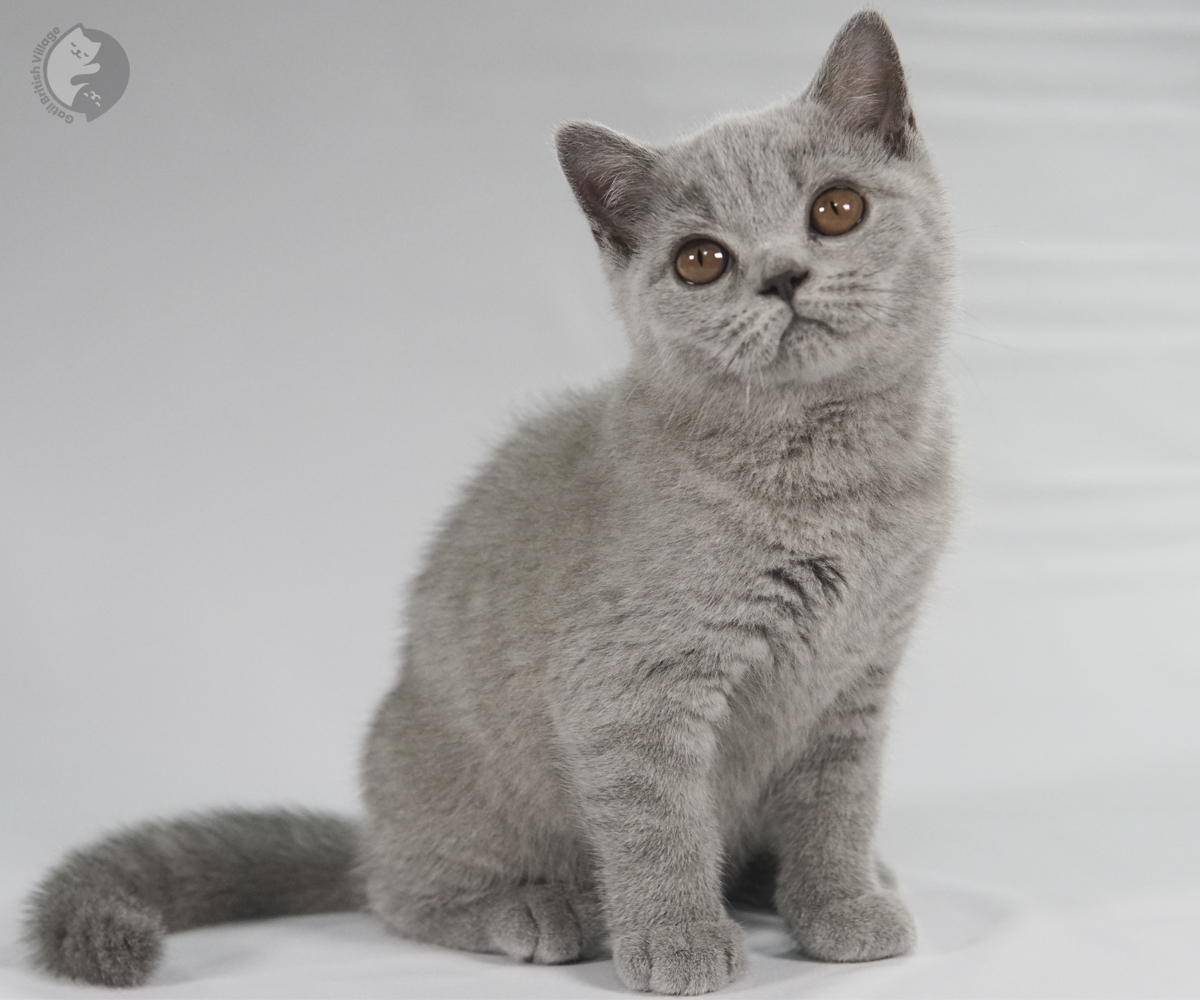 Filhote British Shorthair