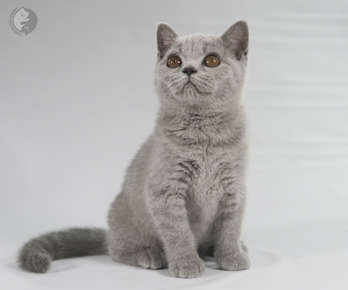 Filhote British Shorthair