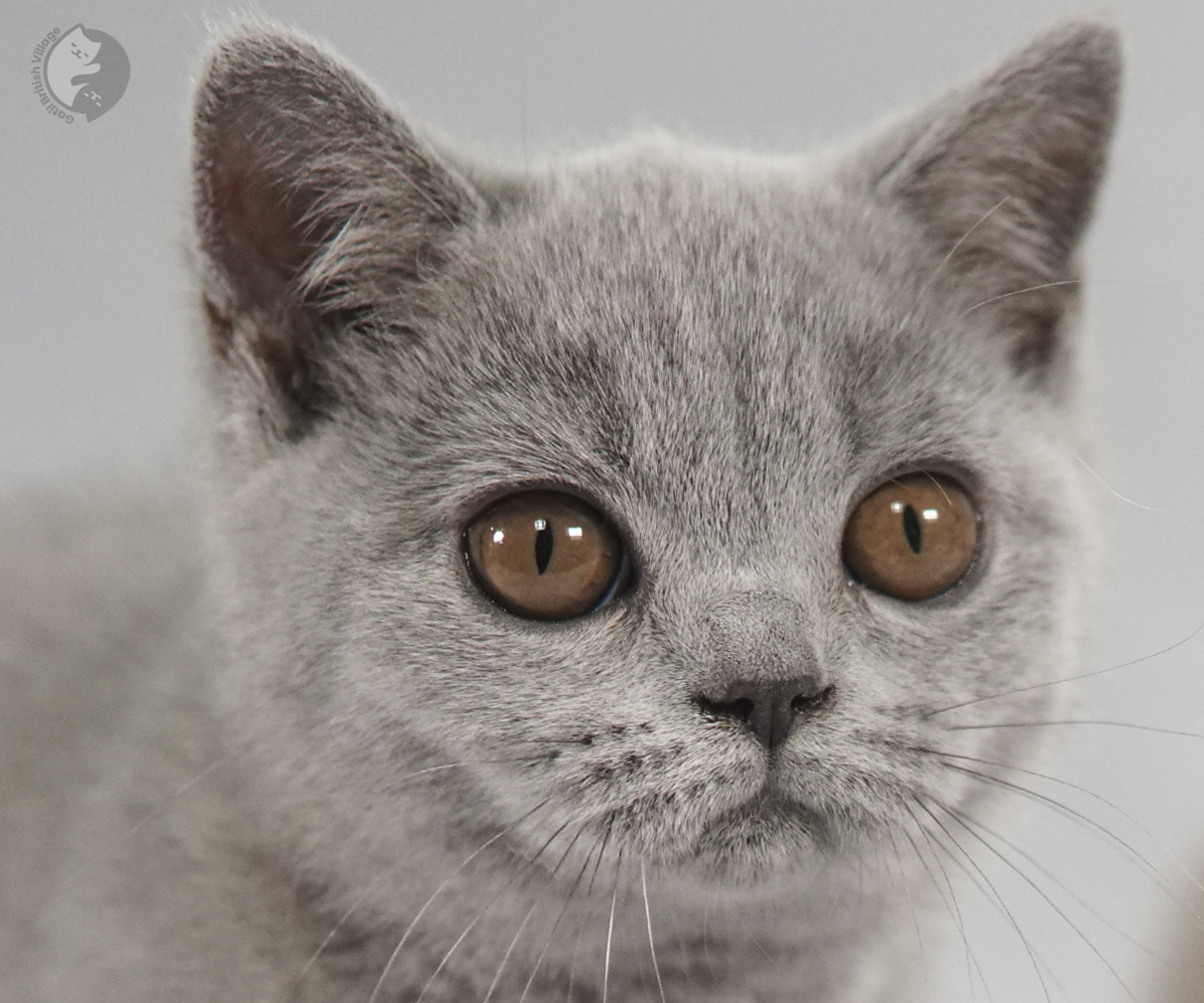 Filhote British Shorthair