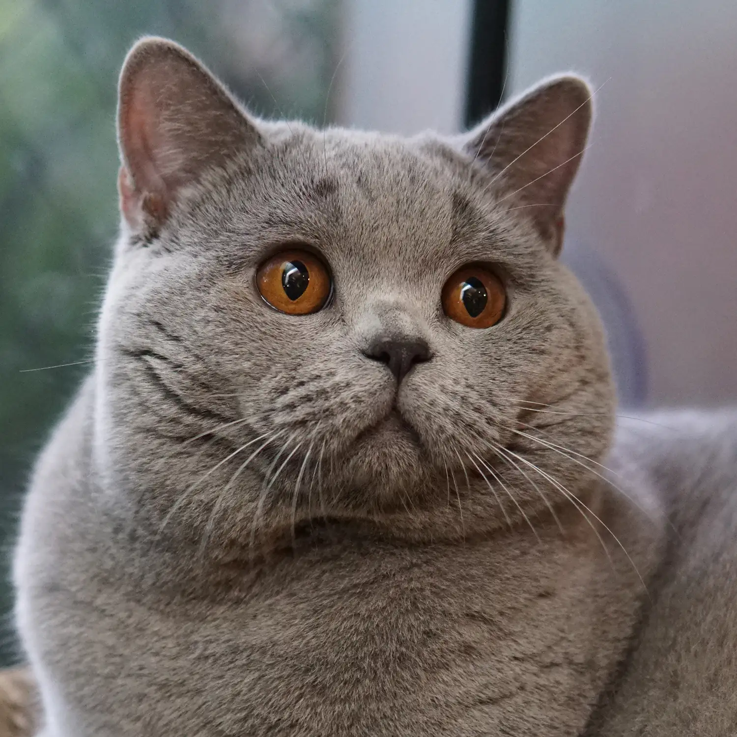 Gatil British Shorthair