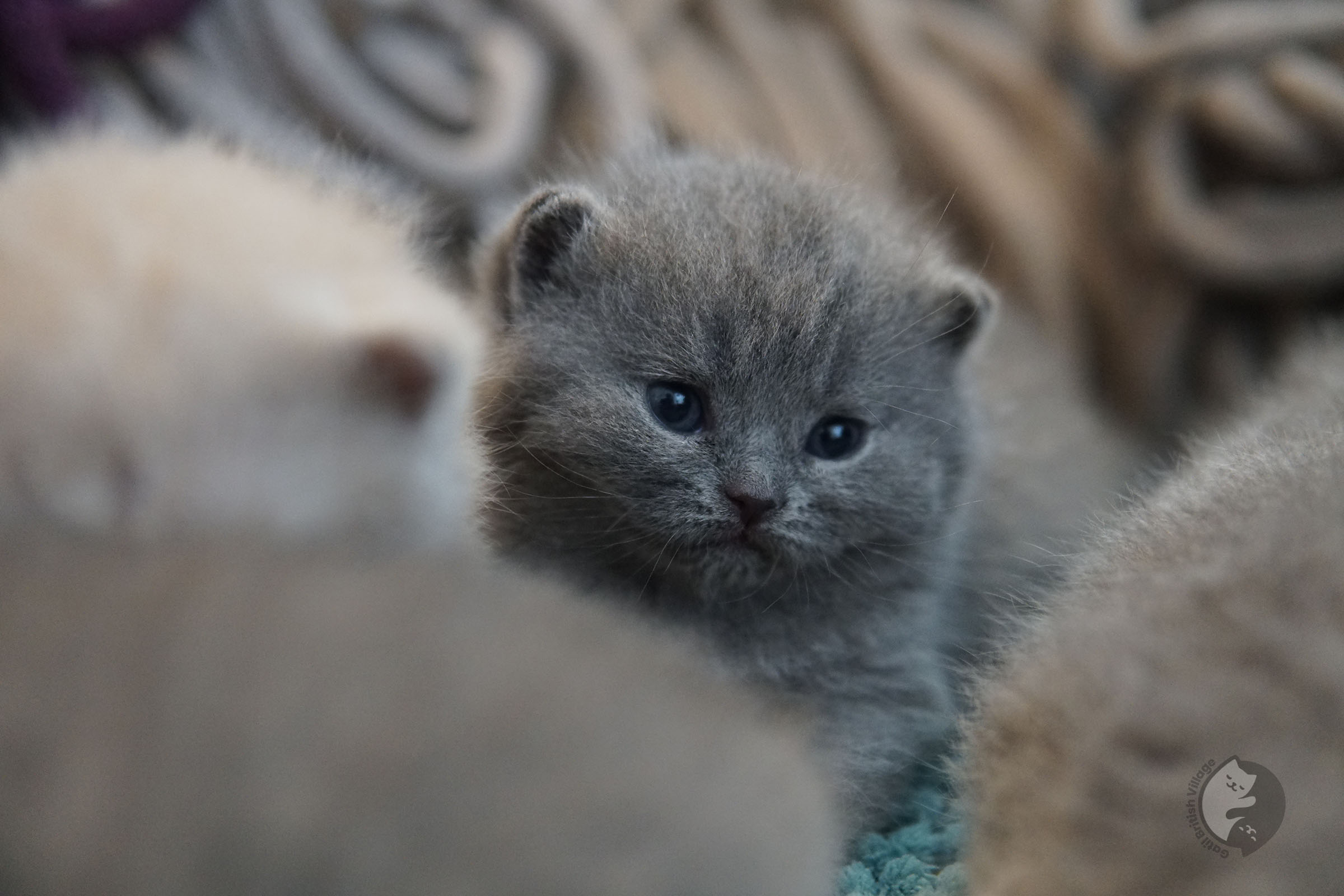 British Shorthair